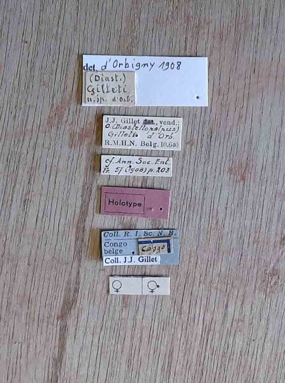 Onthophagus (Diastellopalpus) gilleti ht Labels.jpg