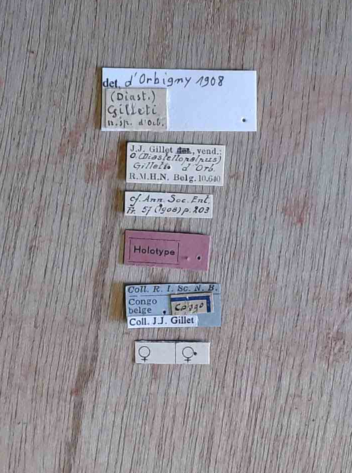 Onthophagus (Diastellopalpus) gilleti ht Labels.jpg