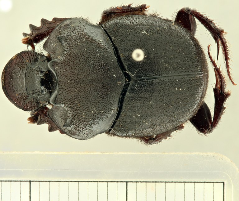 Onthophagus (Diastellopalpus) gilleti no type D.jpg Onthophagus (Diastellopalpus) gilleti no type D.jpg