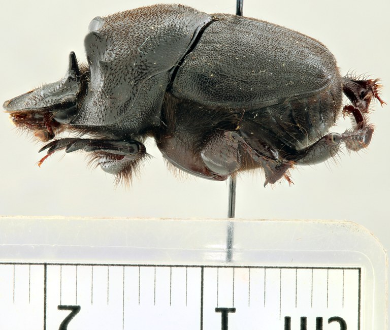 Onthophagus (Diastellopalpus) gilleti no type L.jpg Onthophagus (Diastellopalpus) gilleti no type L.jpg