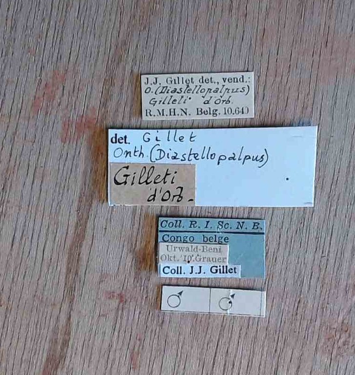 Onthophagus (Diastellopalpus) gilleti no type Labels.jpg Onthophagus (Diastellopalpus) gilleti no type Labels.jpg