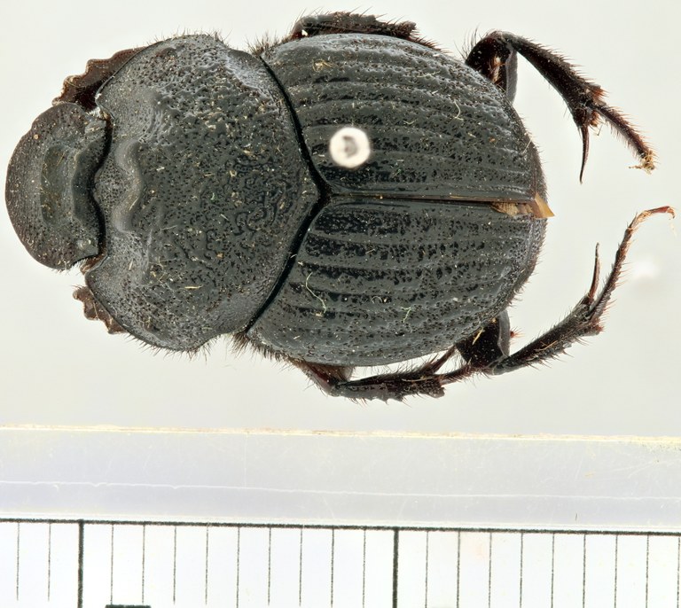 Onthophagus (Diastellopalpus) schultzei pt D.jpg Onthophagus (Diastellopalpus) schultzei pt D.jpg
