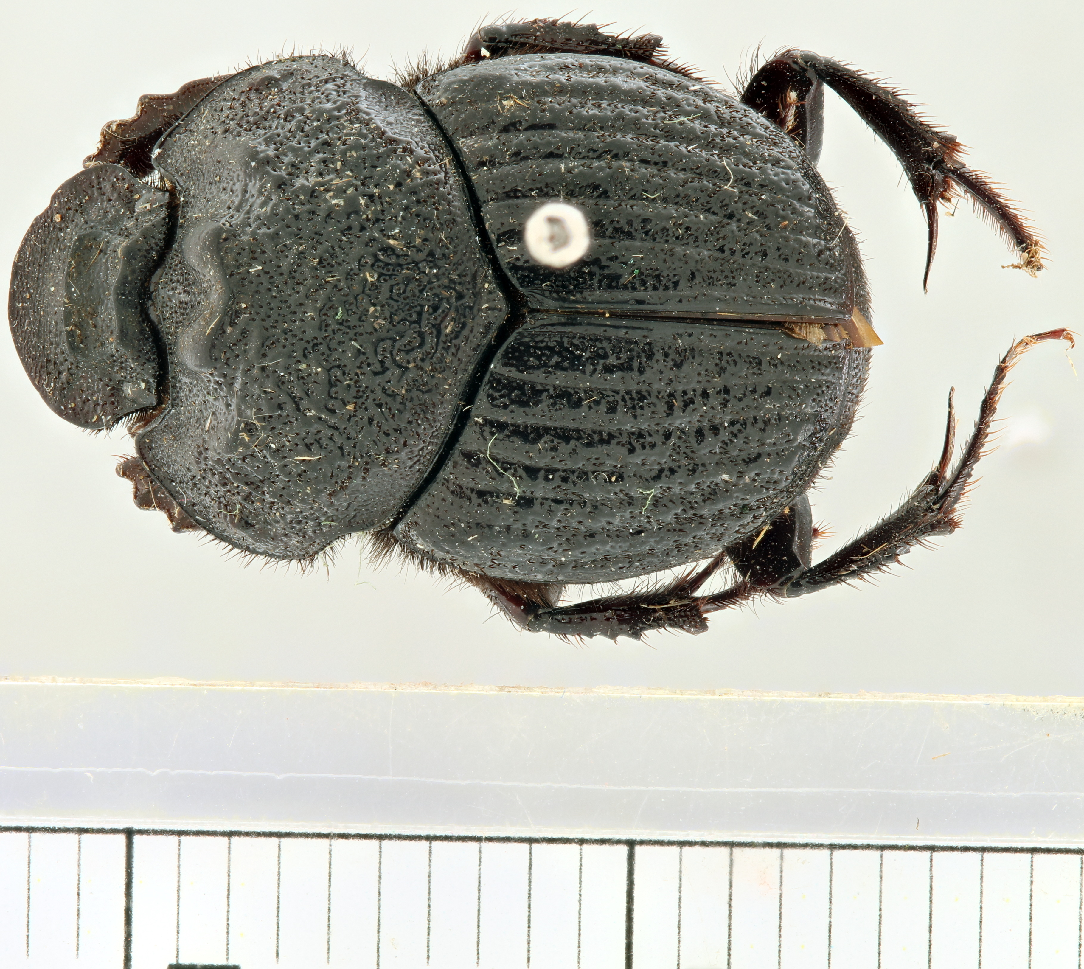 Onthophagus (Diastellopalpus) schultzei pt D.jpg