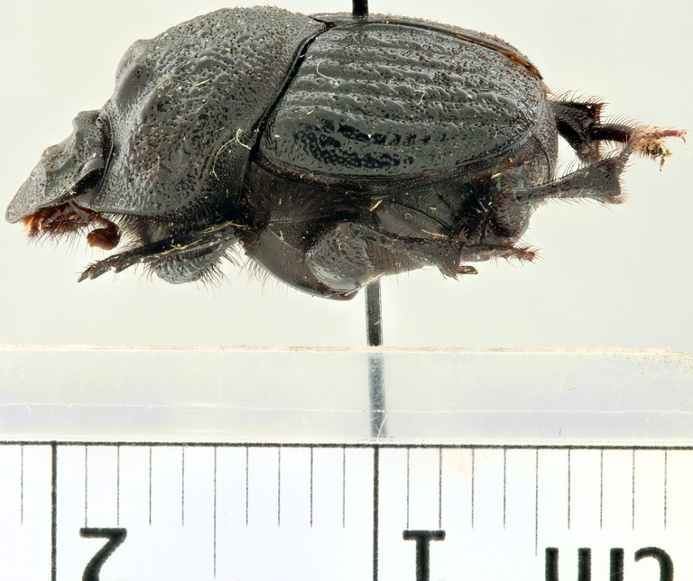 Onthophagus (Diastellopalpus) schultzei pt L.jpg Onthophagus (Diastellopalpus) schultzei pt L.jpg