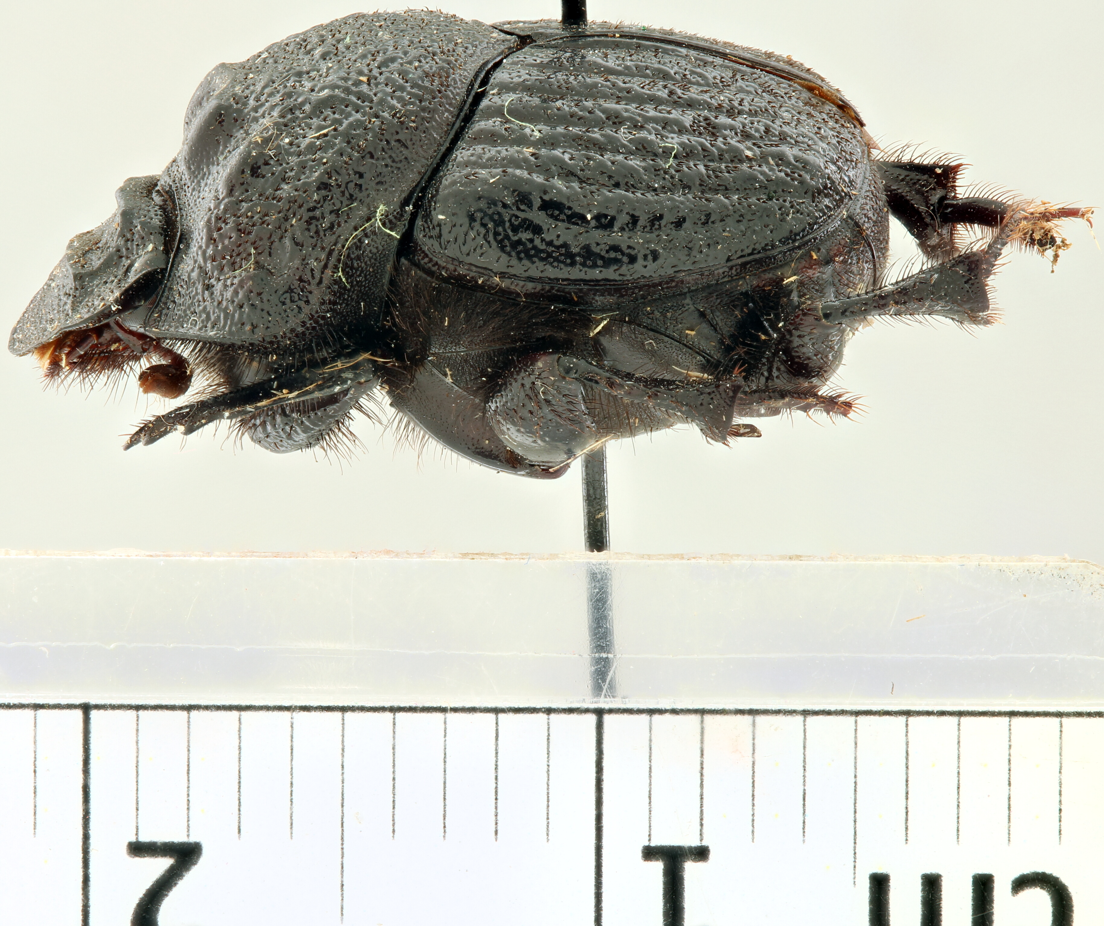 Onthophagus (Diastellopalpus) schultzei pt L.jpg