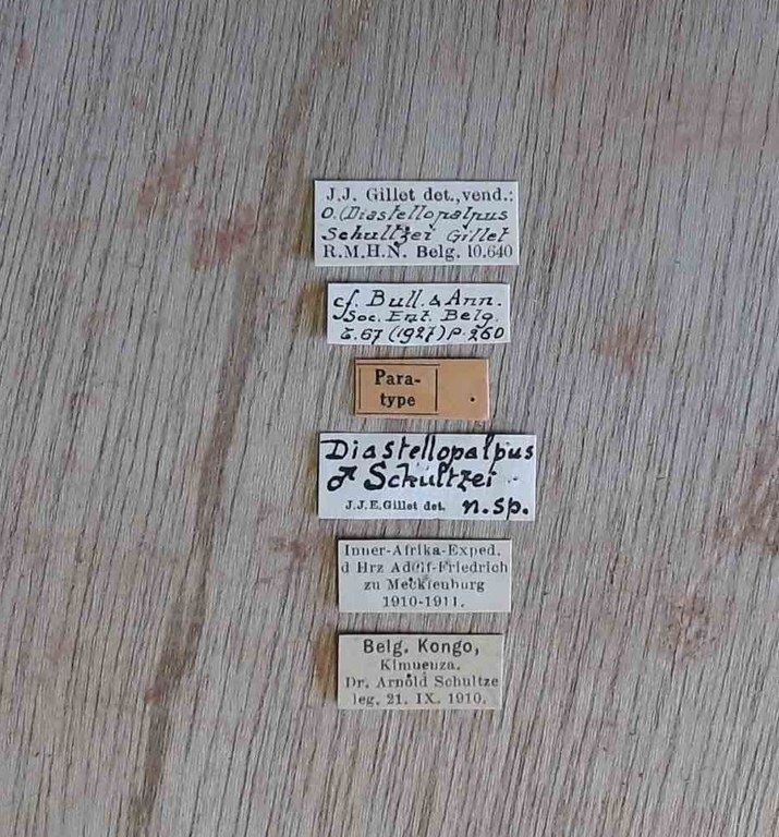 Onthophagus (Diastellopalpus) schultzei pt Labels.jpg Onthophagus (Diastellopalpus) schultzei pt Labels.jpg