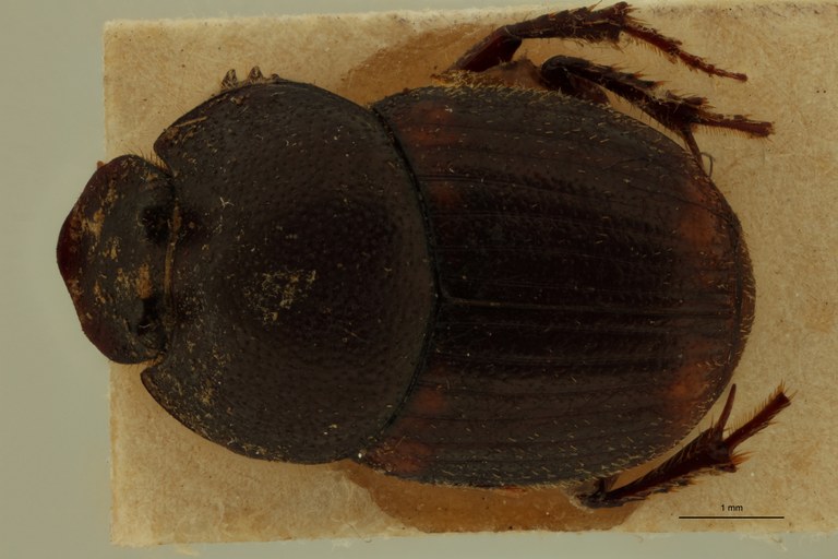 Onthophagus falsus M St D.jpg Onthophagus falsus M St D.jpg