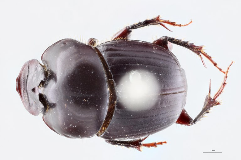 Onthophagus heurni Pt D.jpg