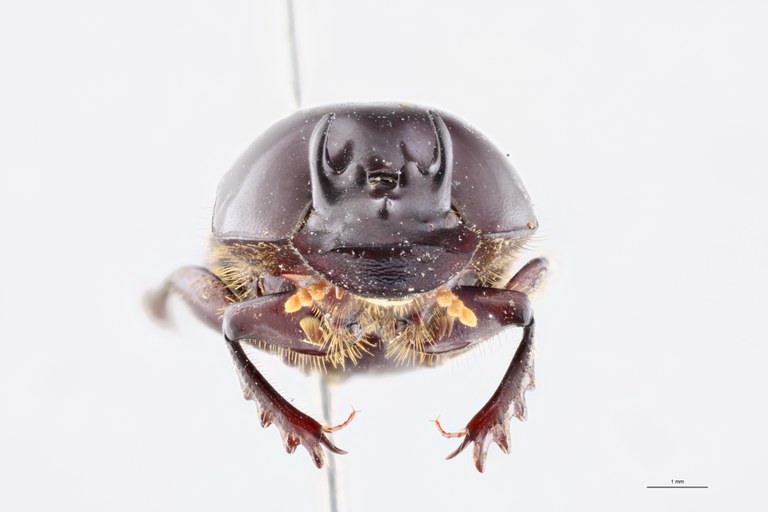 Onthophagus heurni Pt F.jpg