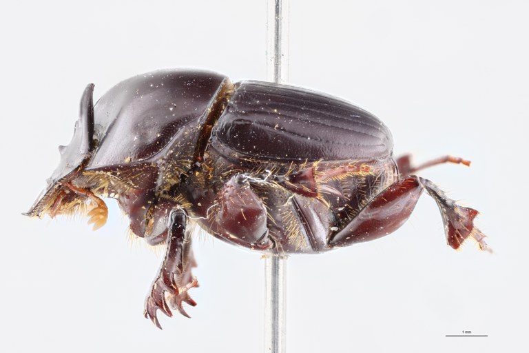 Onthophagus heurni Pt L.jpg