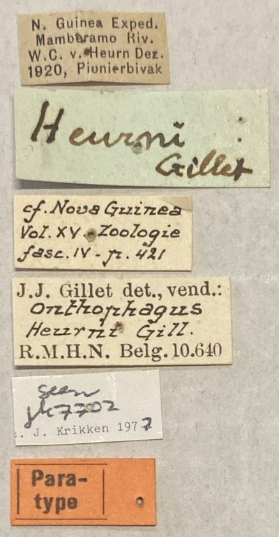 Onthophagus heurni Pt Labels.jpeg