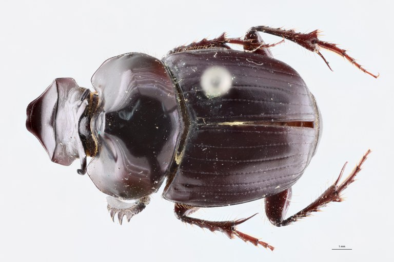 Onthophagus spinicornis Pt D.jpg