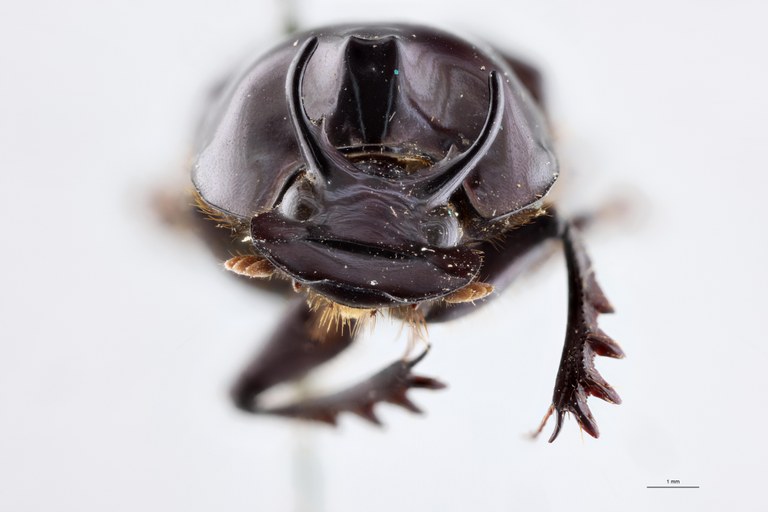 Onthophagus spinicornis Pt F.jpg