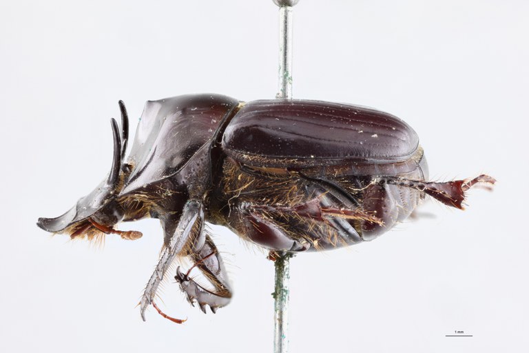 Onthophagus spinicornis Pt L.jpg