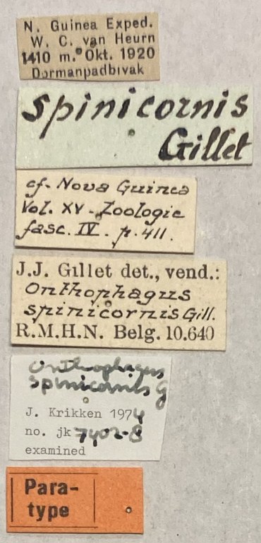Onthophagus spinicornis Pt Labels.jpeg
