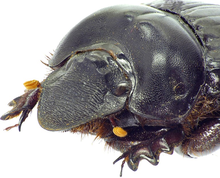 Pinotus buqueti 23149cz57.jpg Pinotus buqueti 23149cz57.jpg
