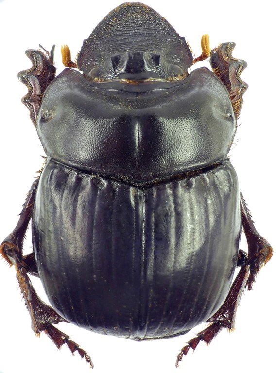 Pinotus buqueti 23158cz65.jpg Pinotus buqueti 23158cz65.jpg