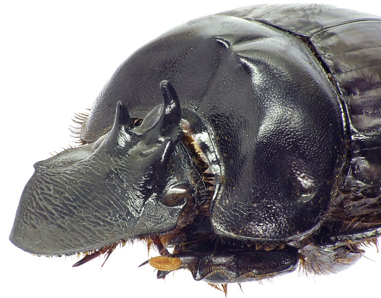 Pinotus buqueti 23140cz48.jpg Pinotus buqueti 23140cz48.jpg
