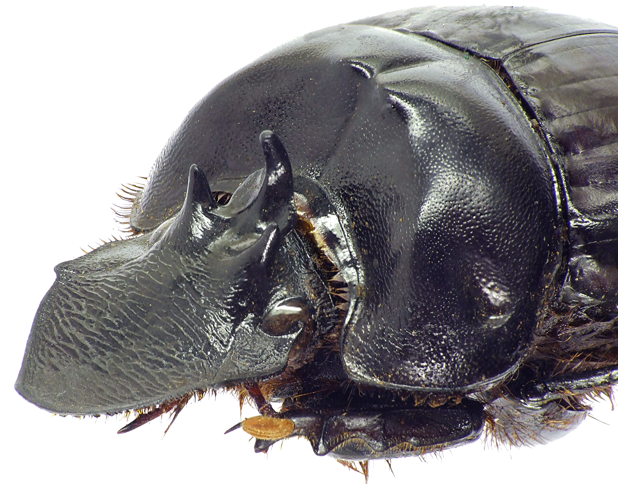 Pinotus buqueti 23140cz48.jpg