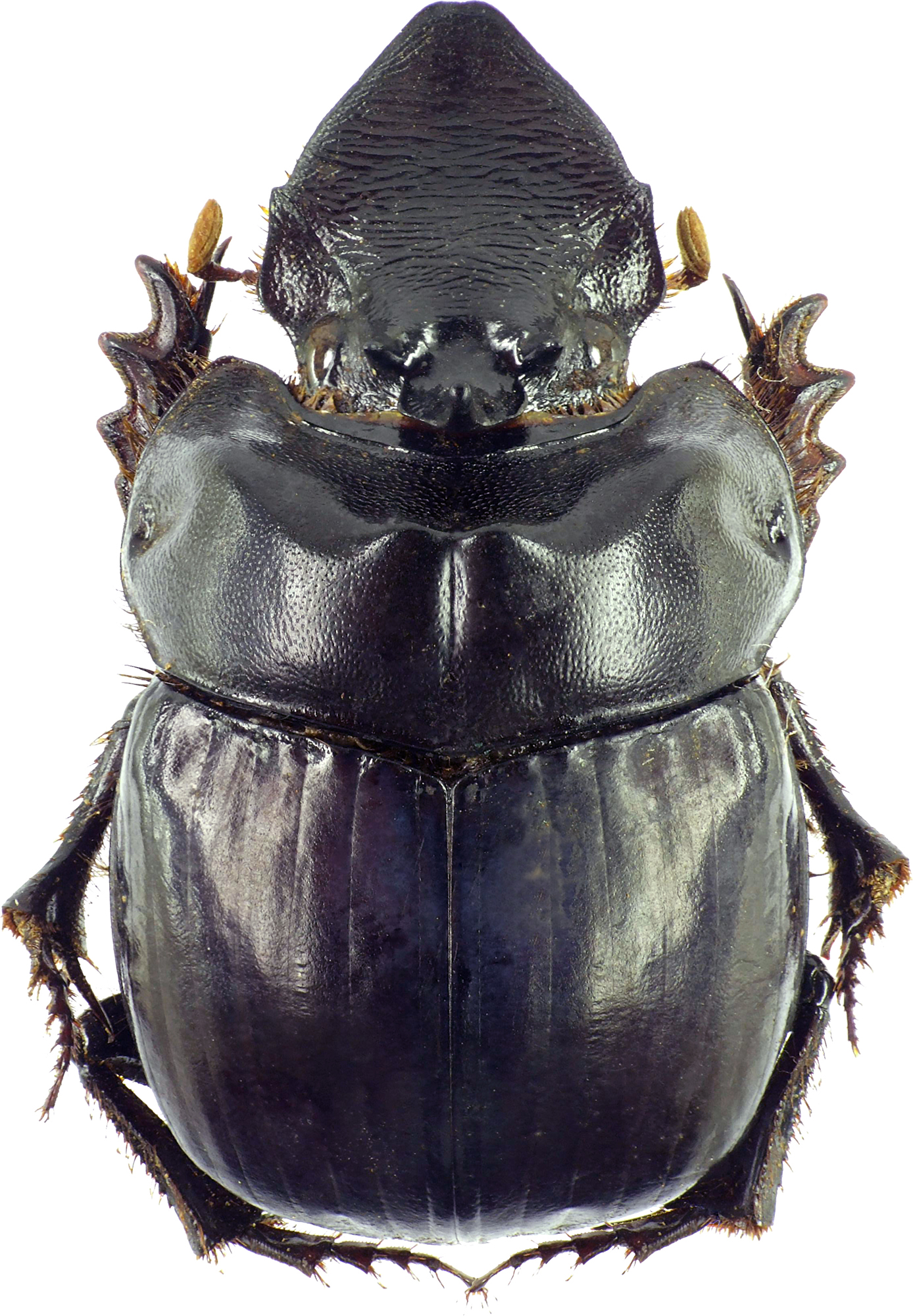 Pinotus buqueti 23166cz72.jpg