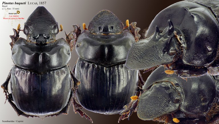 Pinotus buqueti.jpg Pinotus buqueti.jpg