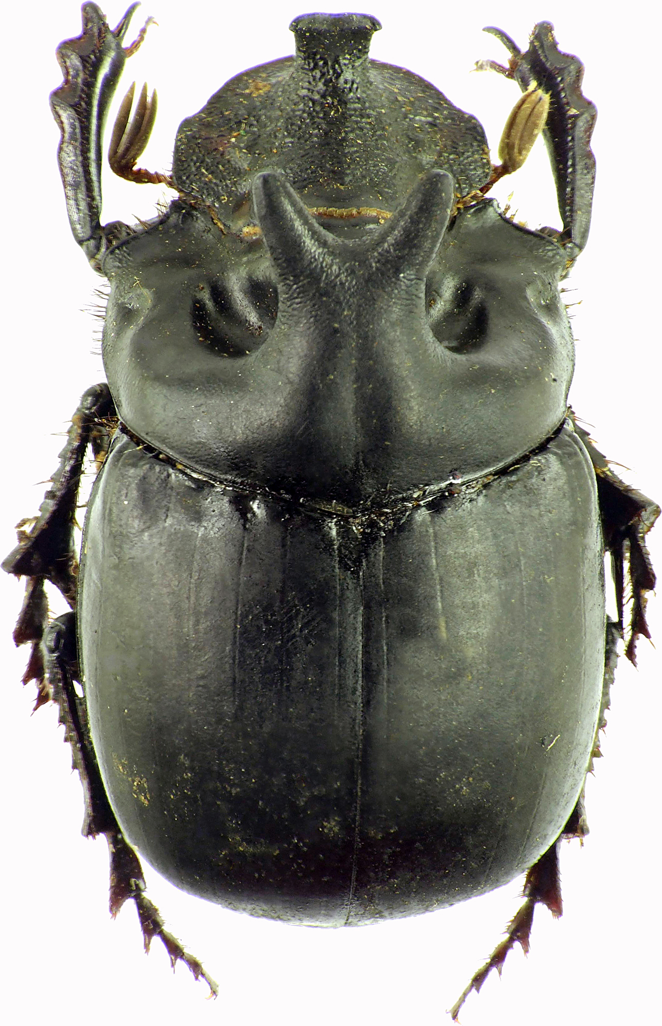 Pinotus diabolicus 27865cz75.jpg