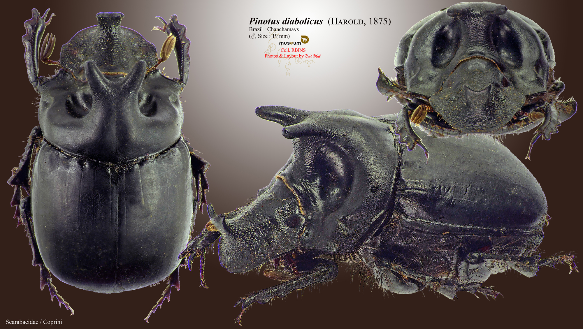 Pinotus diabolicus.jpg