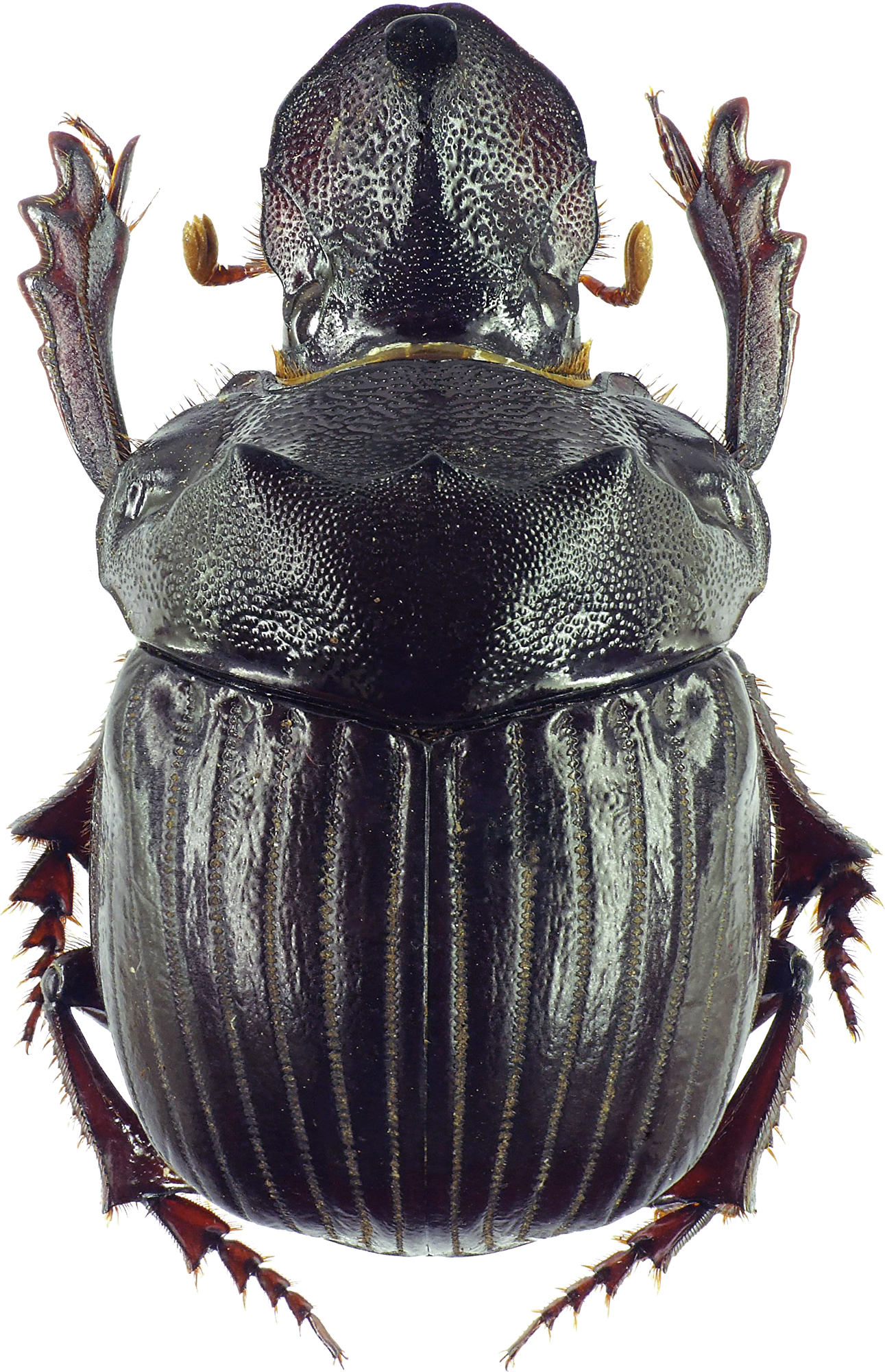 Pinotus monstrosus 27900cz10.jpg