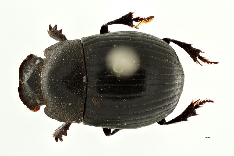 Pseudopedaria gilleti pt D ZS PMax Scaled.jpeg