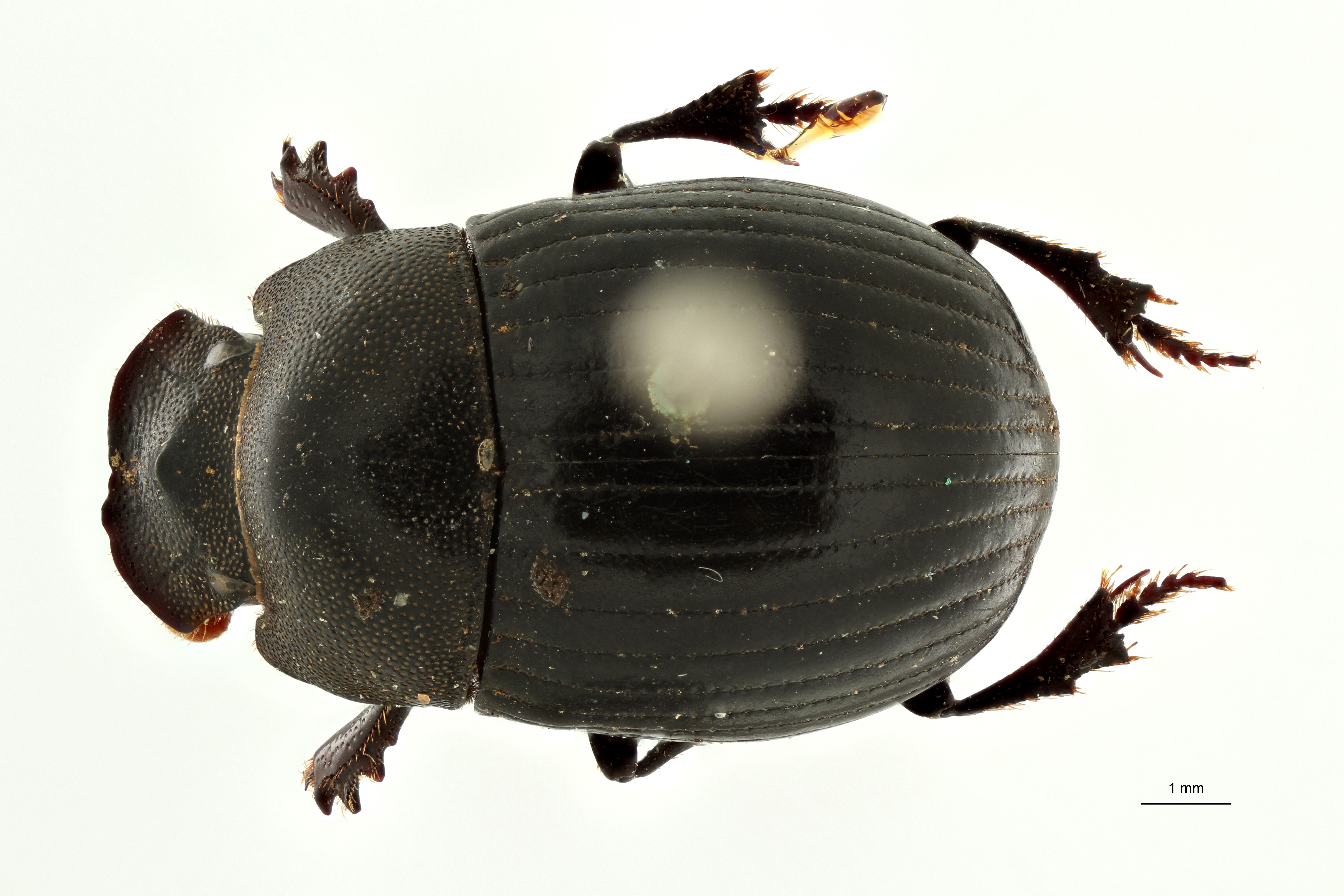 Pseudopedaria gilleti pt D ZS PMax Scaled.jpeg