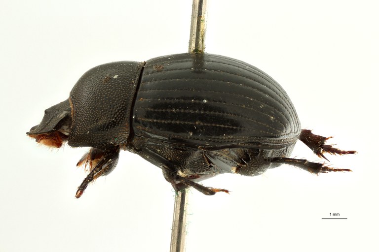 Pseudopedaria gilleti pt L ZS PMax Scaled.jpeg
