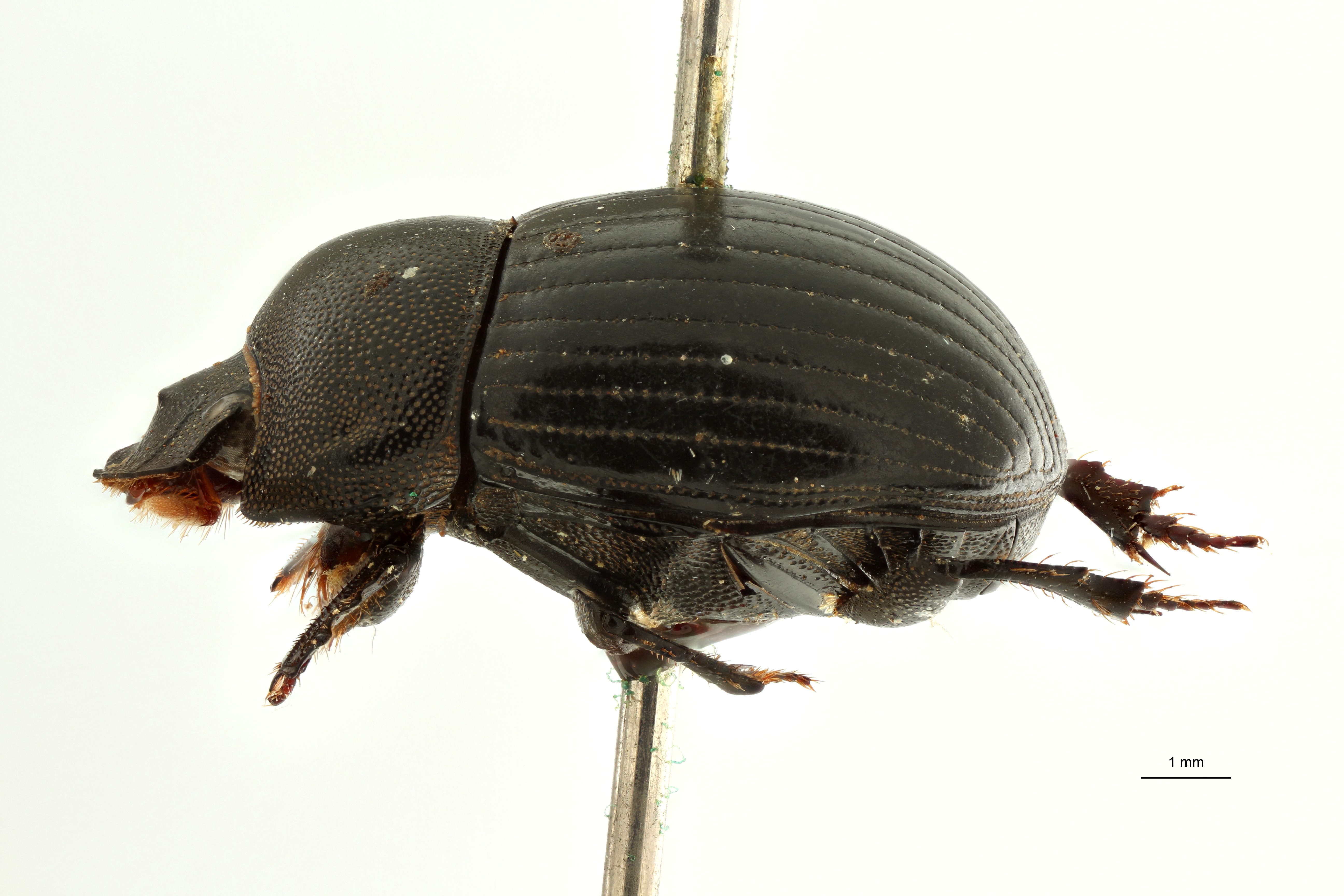 Pseudopedaria gilleti pt L ZS PMax Scaled.jpeg