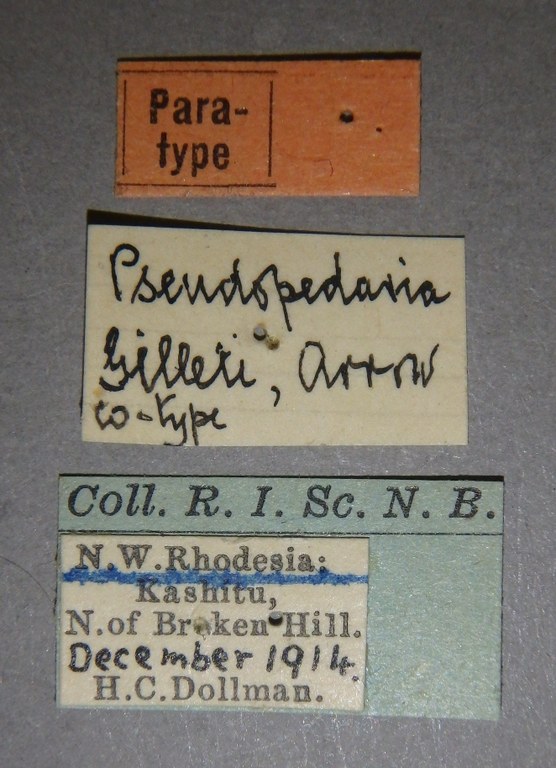 Pseudopedaria gilleti pt Lb.jpg