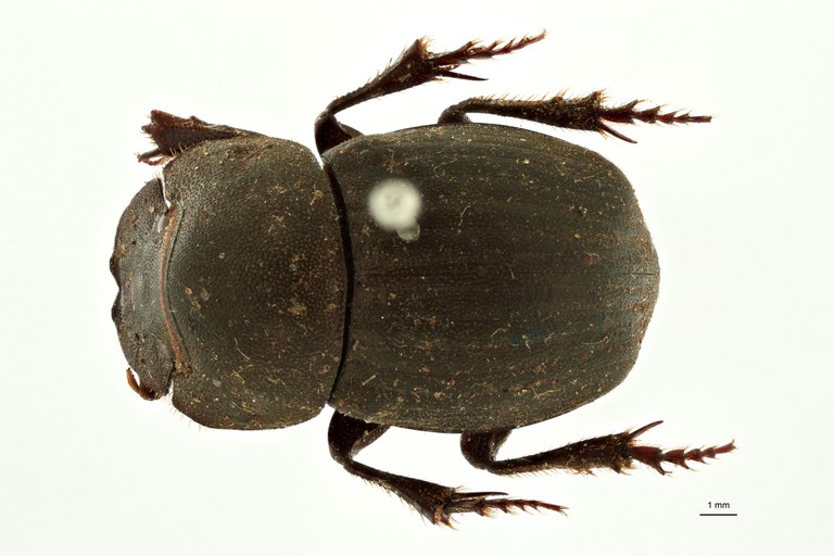 Pseudopedaria grossa t D ZS PMax Scaled.jpeg