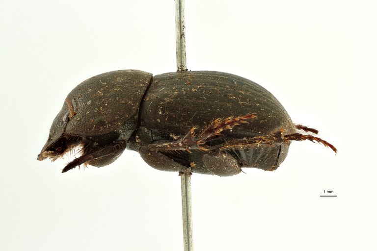 Pseudopedaria grossa t L ZS PMax Scaled.jpeg