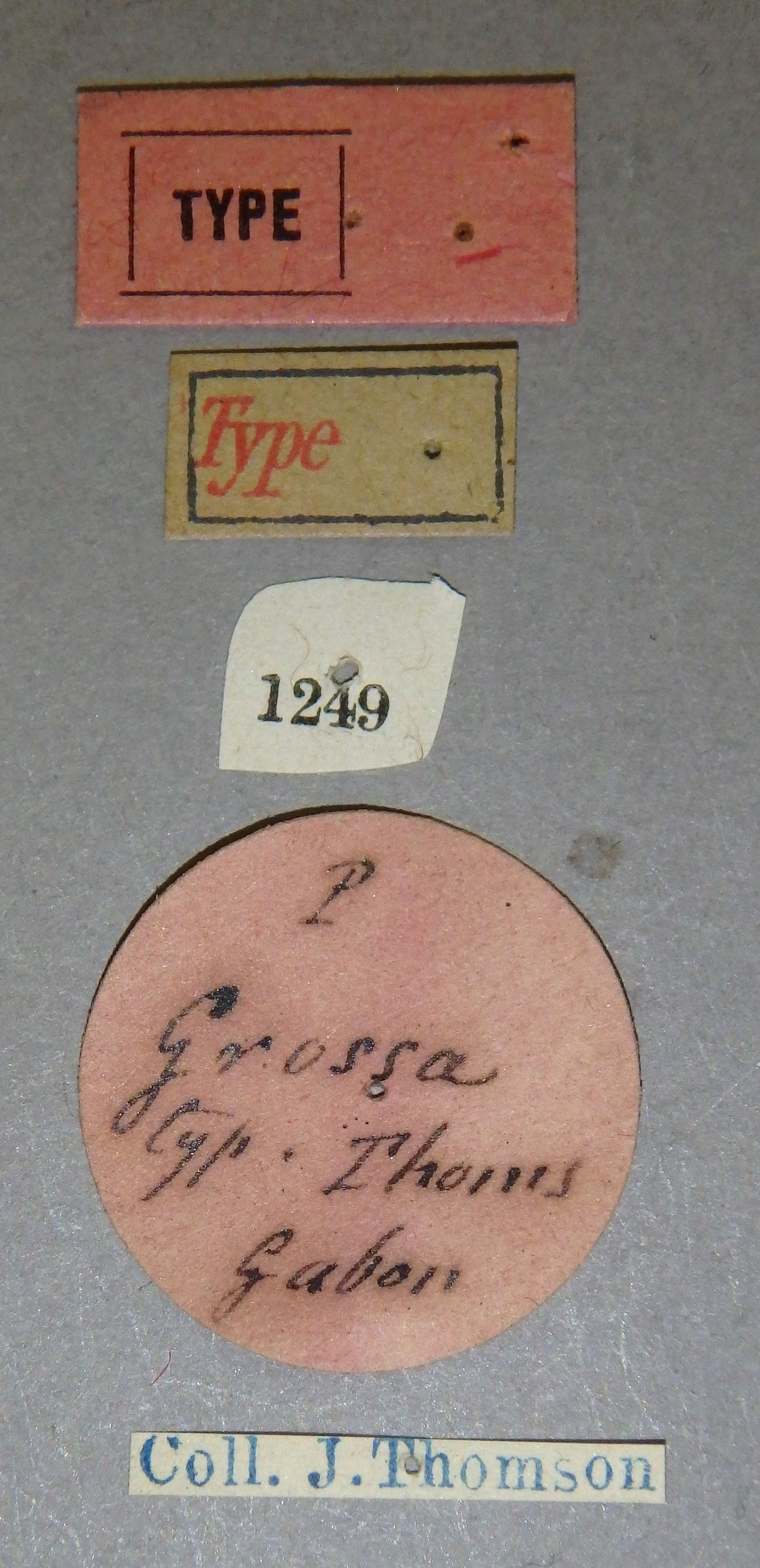 Pseudopedaria grossa t Lb.jpg