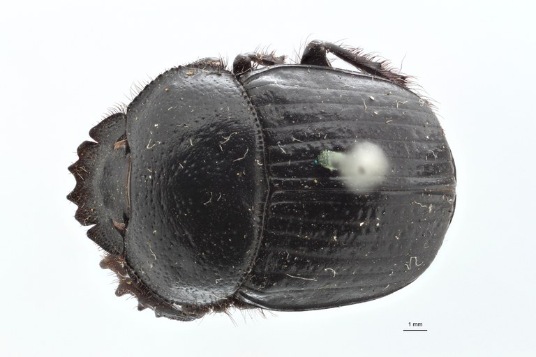 Scarabaeus funebris variety pretoriensis type D ZS PMax.jpg Scarabaeus funebris variety pretoriensis type D ZS PMax.jpg