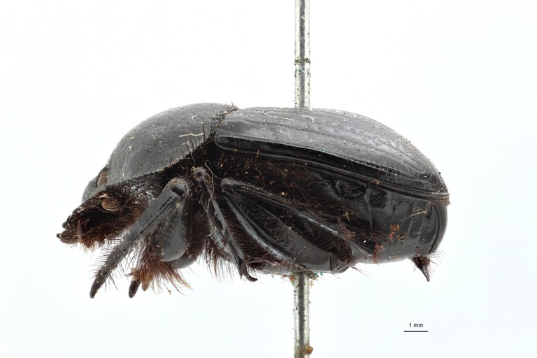 Scarabaeus funebris variety pretoriensis type L ZS PMax.jpg Scarabaeus funebris variety pretoriensis type L ZS PMax.jpg
