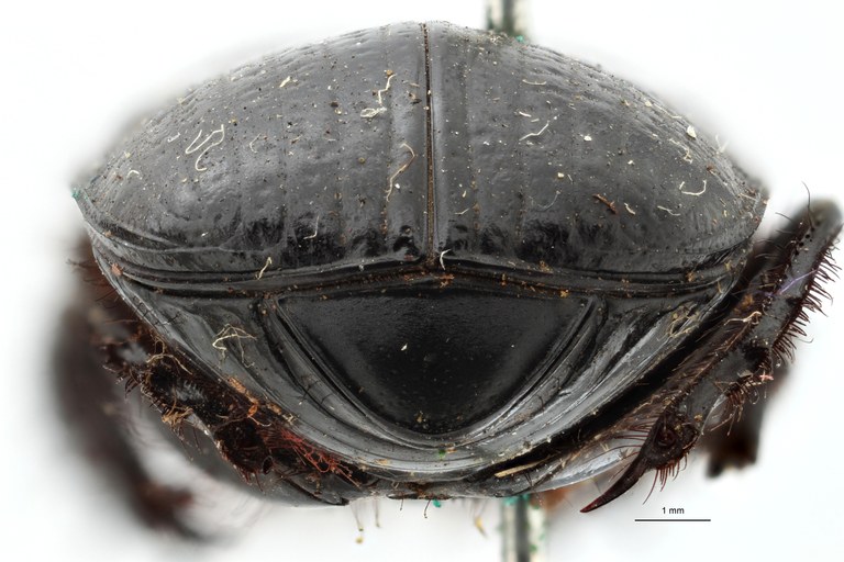 Scarabaeus funebris variety pretoriensis type P ZS PMax.jpg Scarabaeus funebris variety pretoriensis type P ZS PMax.jpg