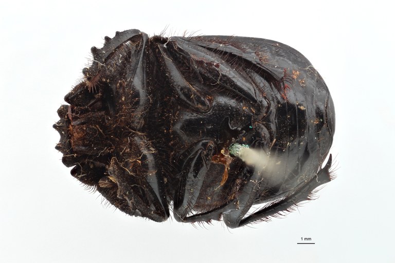 Scarabaeus funebris variety pretoriensis type V ZS PMax.jpg Scarabaeus funebris variety pretoriensis type V ZS PMax.jpg