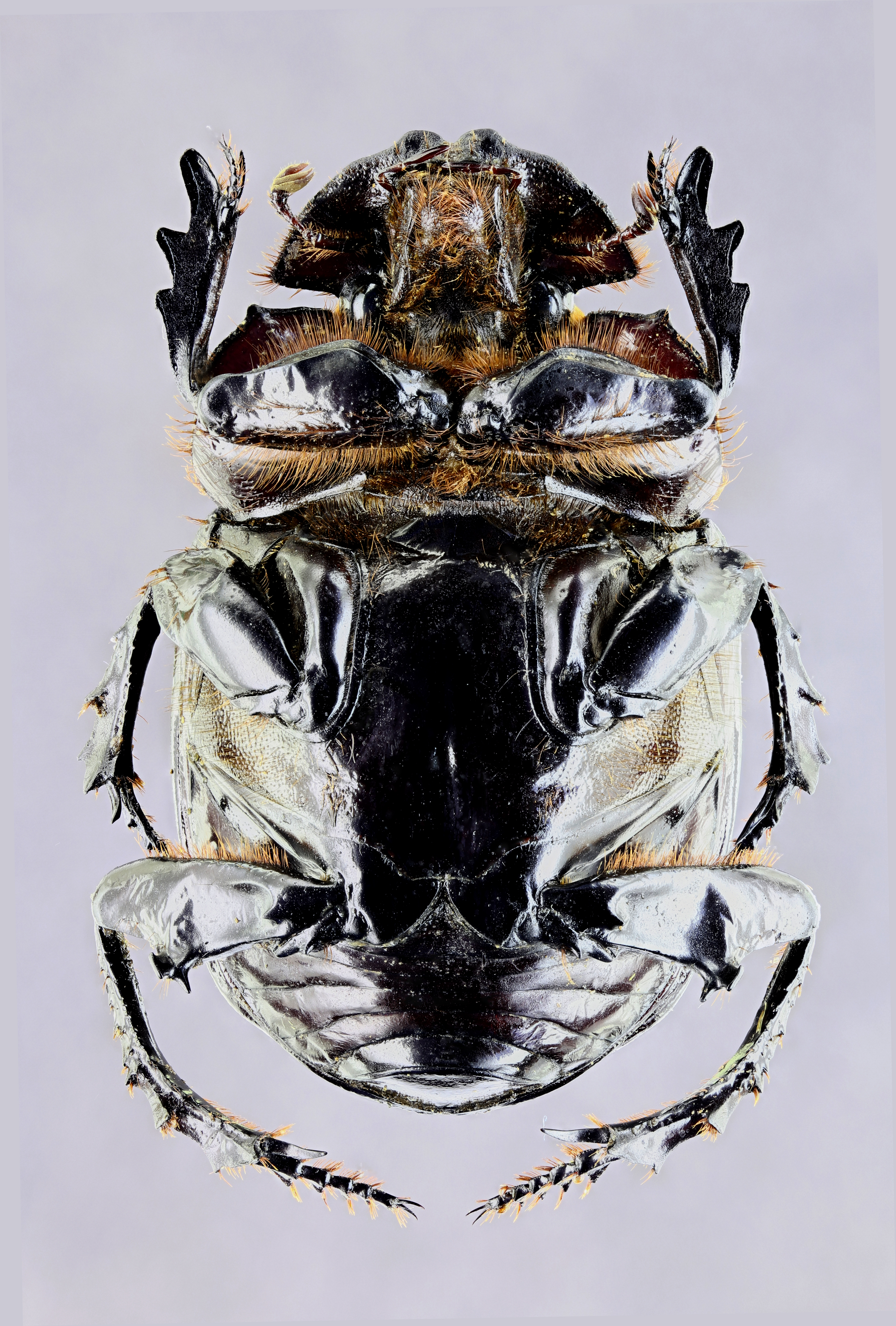 Synapsis tmolus 33948zs63.jpg