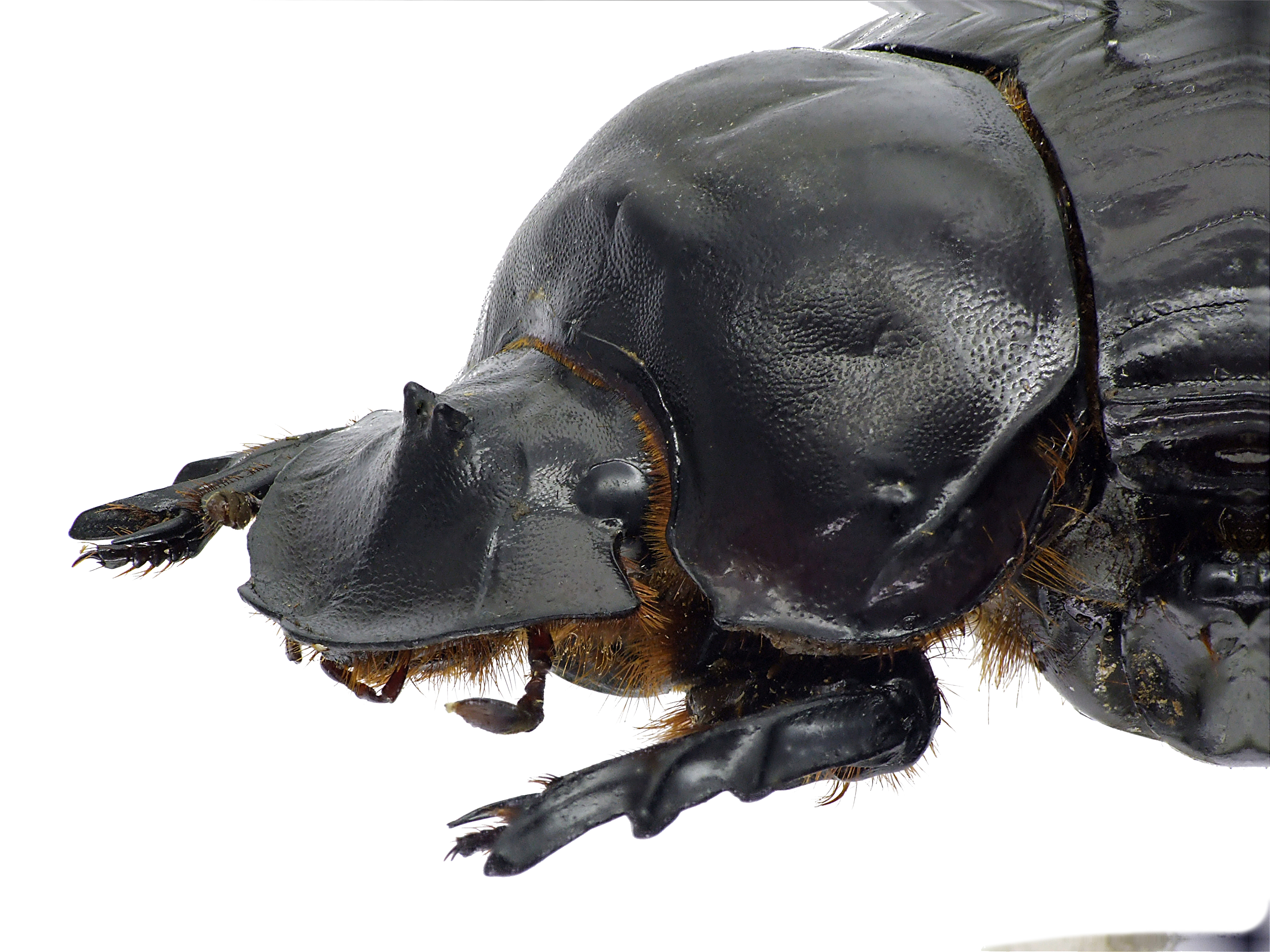 Synapsis tmolus 50880cz89.jpg