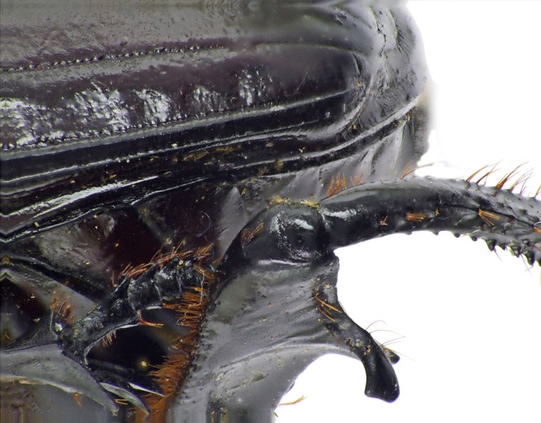 Synapsis tmolus 50890cz901.jpg