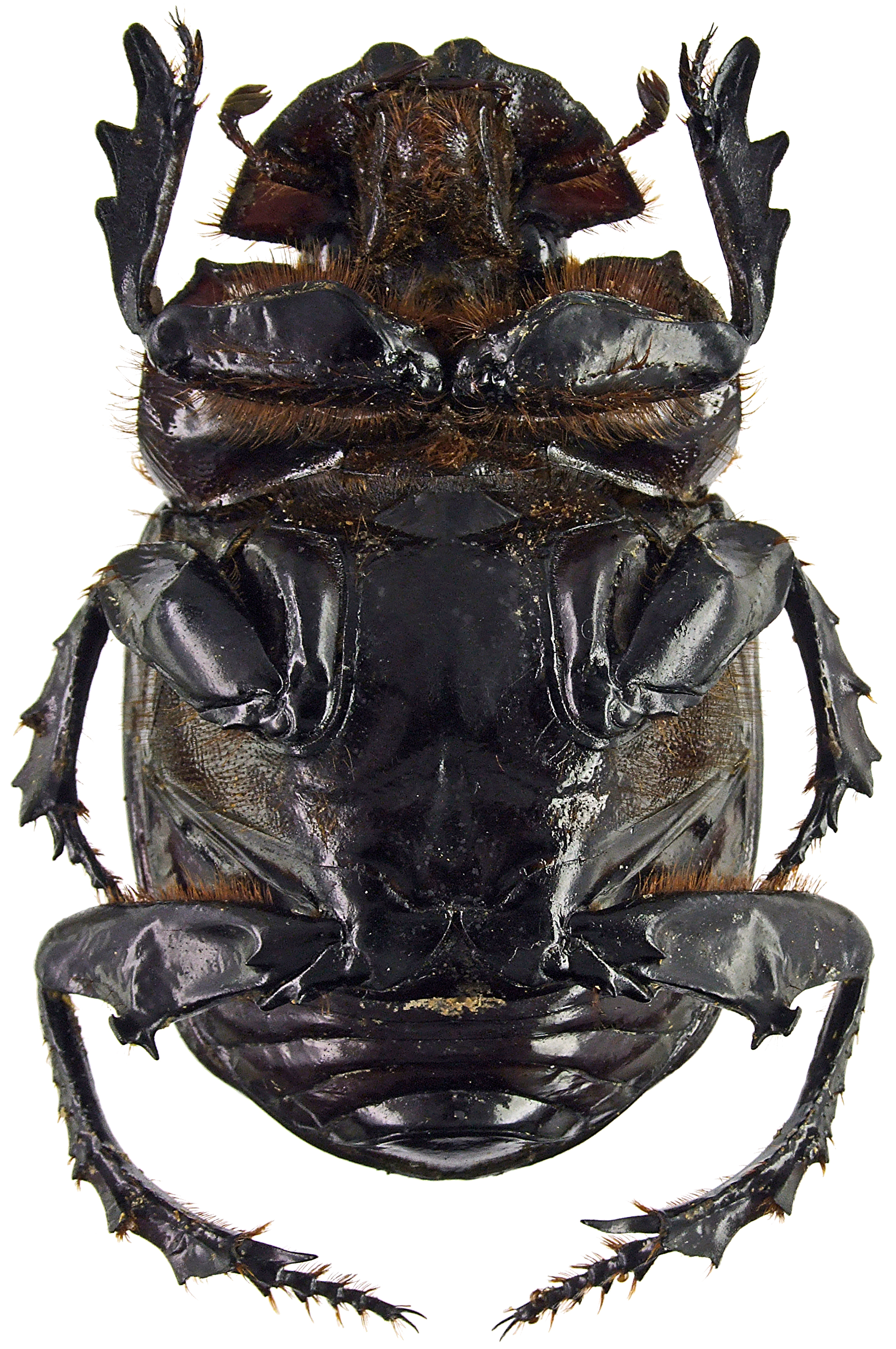 Synapsis tmolus 50902cz05.jpg