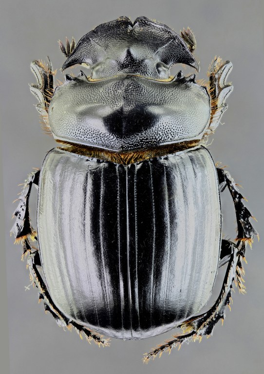 Symapsis tridens 33926zs45.jpg Symapsis tridens 33926zs45.jpg