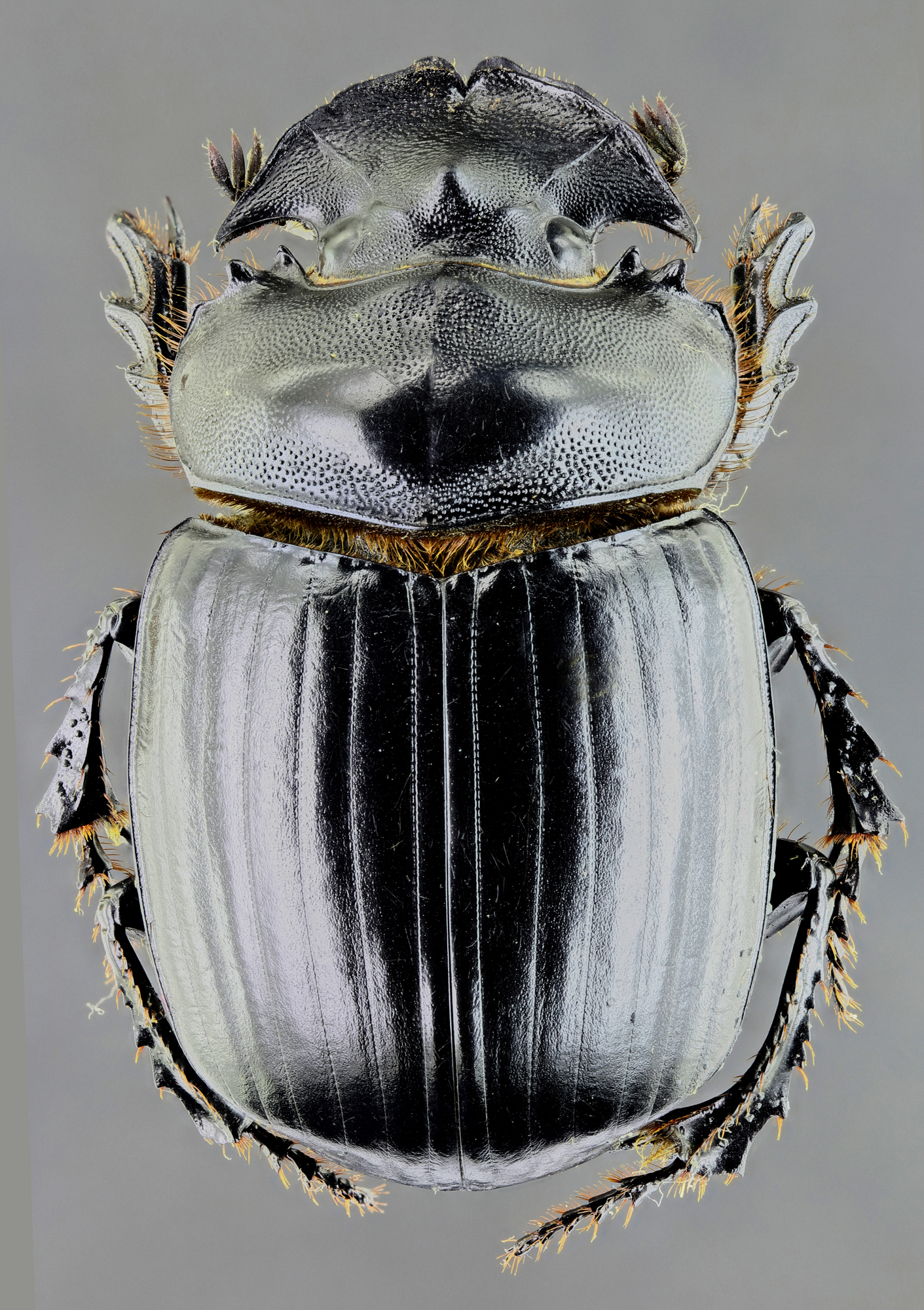 Symapsis tridens 33926zs45.jpg