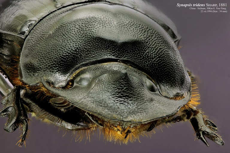 Synapsis tridens 33869zs05.jpg Synapsis tridens 33869zs05.jpg