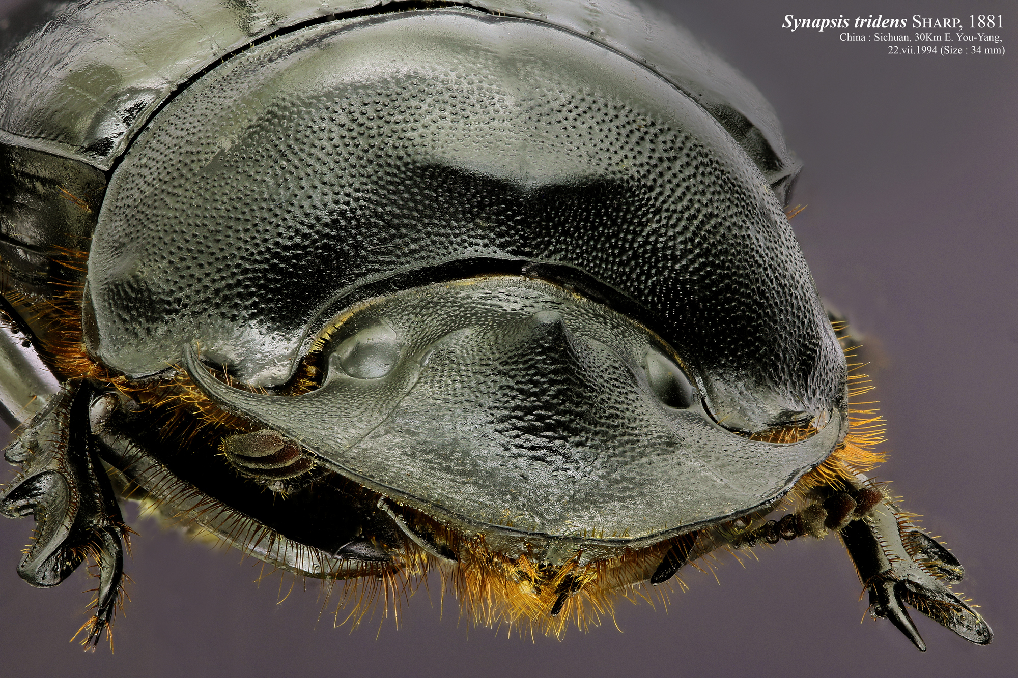 Synapsis tridens 33869zs05.jpg