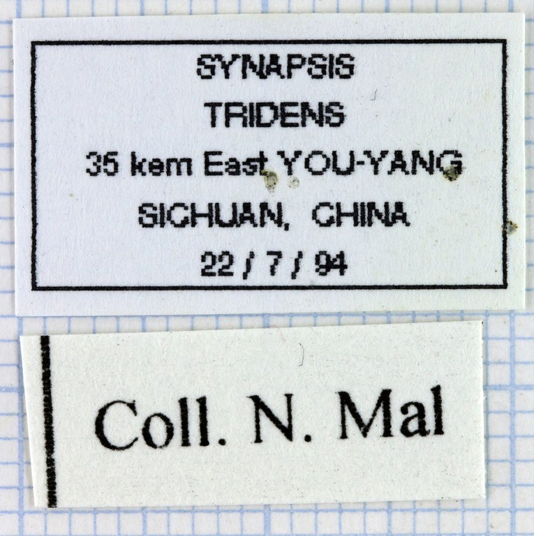 Synapsis tridens 33946.jpg Synapsis tridens 33946.jpg