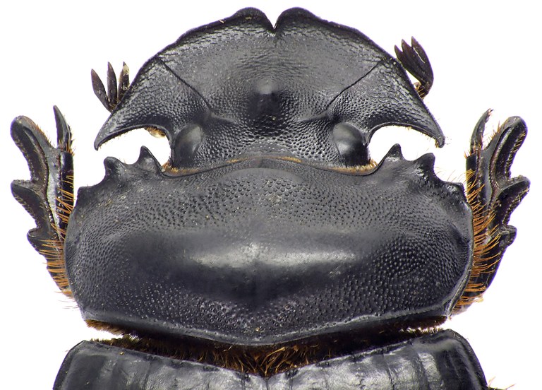 Synapsis tridens 50238cz50.jpg Synapsis tridens 50238cz50.jpg